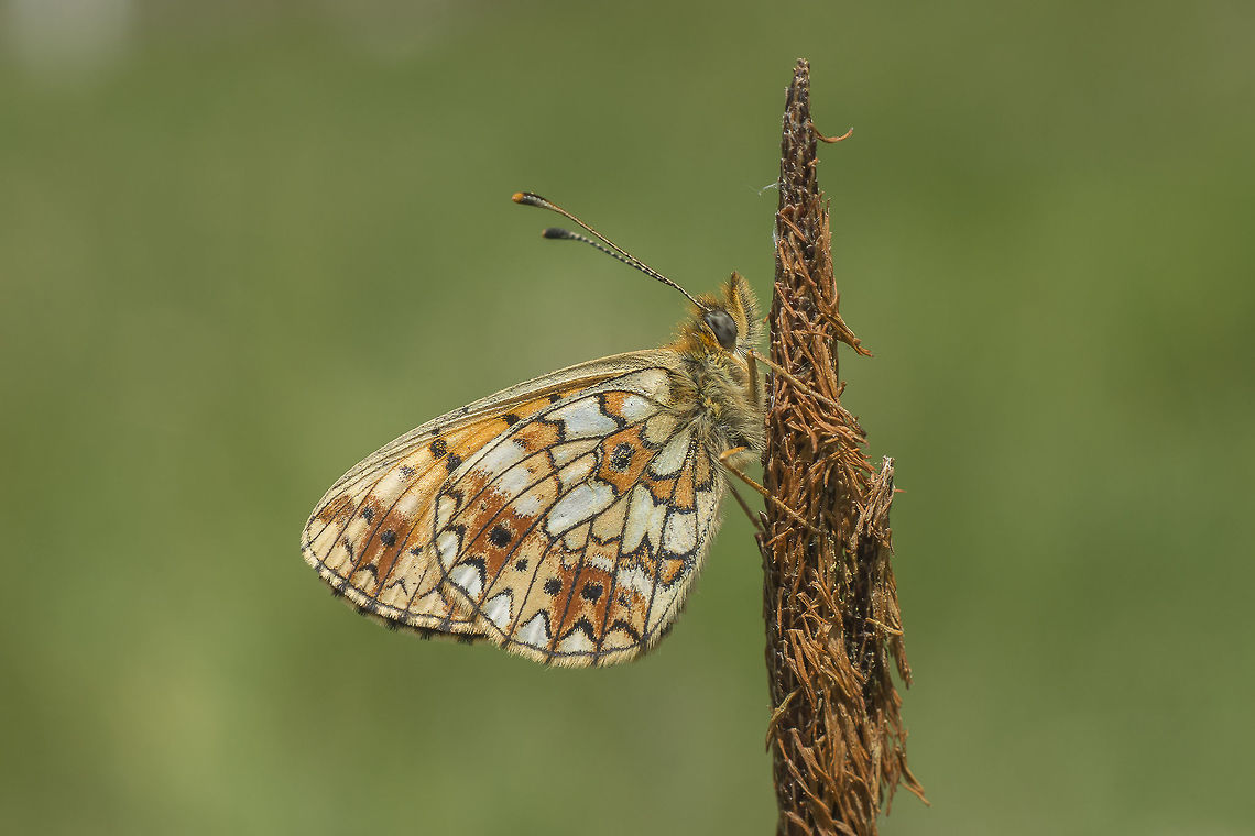 Boloria selene Boloria selene Boloria selene,Silver-bordered fritillary,Small pearl-bordered fritillary,biodiversity,butterfly,insects,lepidoptera,nymphalidae
