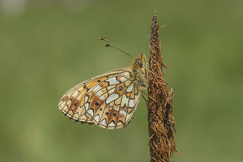 Boloria selene Boloria selene Boloria selene,Silver-bordered fritillary,Small pearl-bordered fritillary,biodiversity,butterfly,insects,lepidoptera,nymphalidae
