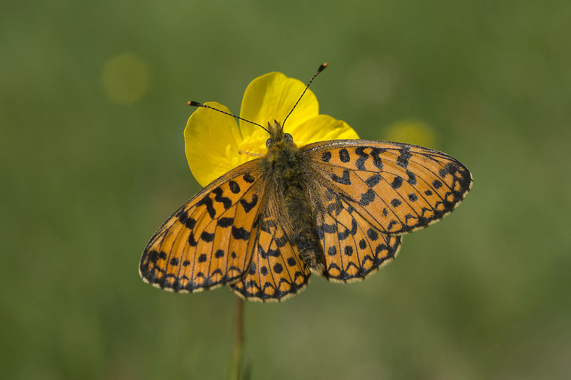 Boloria selene Boloria selene Boloria selene,Silver-bordered fritillary,Small pearl-bordered fritillary,biodiversity,butterfly,insects,lepidoptera,nymphalidae