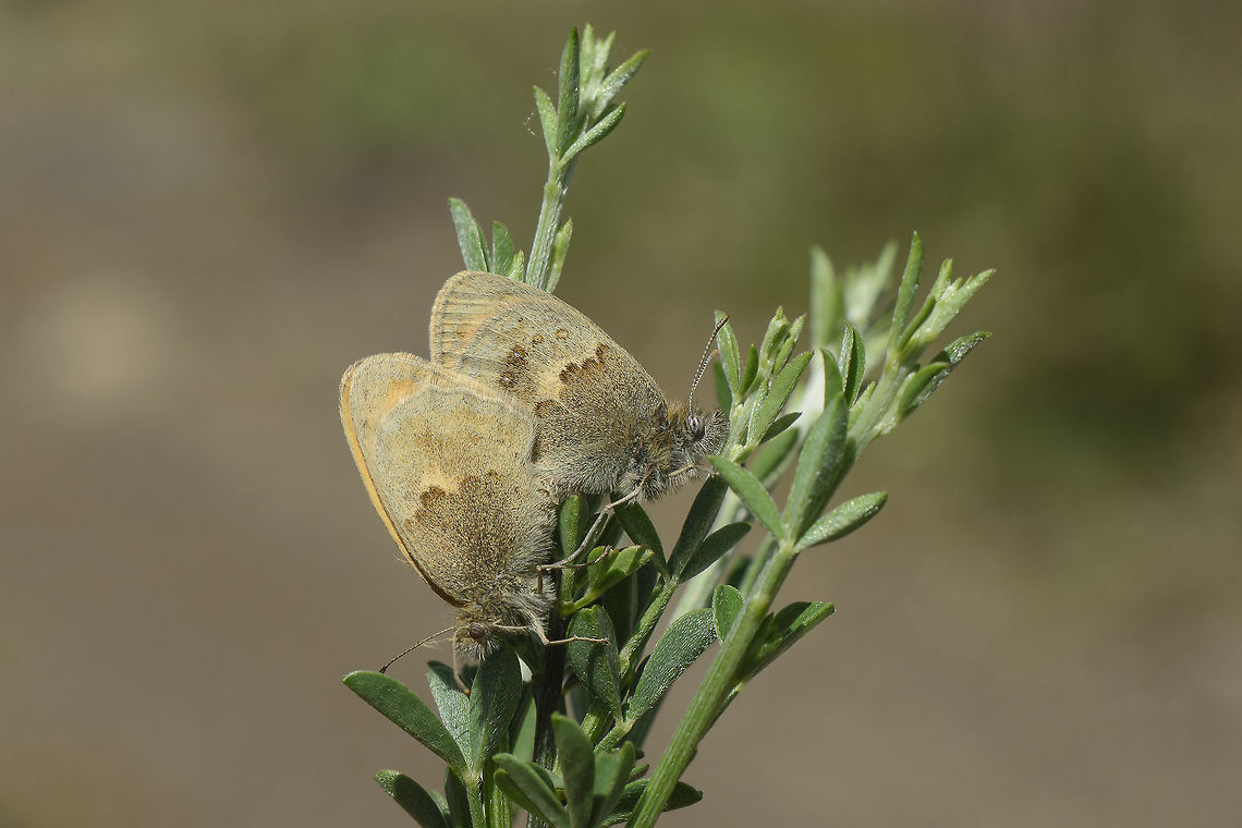 Coenonympha pamphilus Coenonympha pamphilus Coenonympha pamphilus,Small Heath