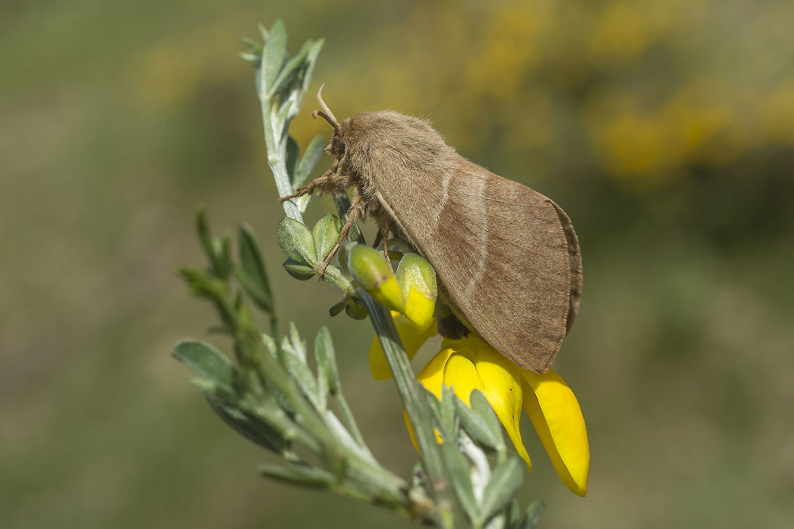 Macrothylacia rubi Macrothylacia rubi, female. Macrothylacia rubi