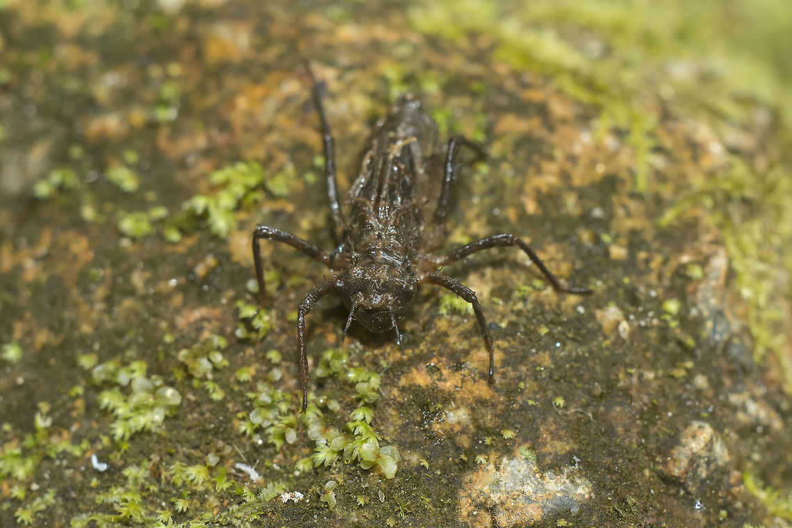 The nymph Oxygastra curtisii nymph. Orange-spotted emerald,Oxygastra curtisii