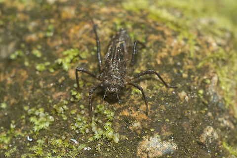 The nymph Oxygastra curtisii nymph. Orange-spotted emerald,Oxygastra curtisii