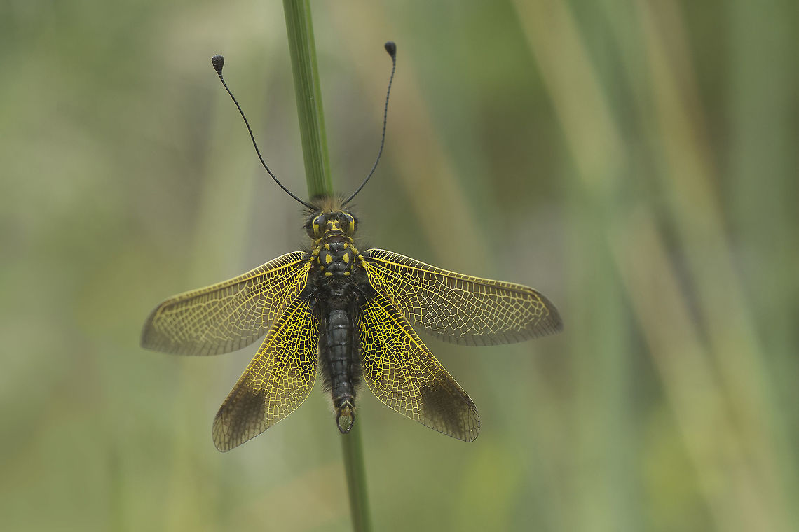 Golden morning breaks Libelloides ictericus, a beautiful visitor on my backyard, this morning ;) Animalia,Arthropoda,Ascalaphidae,Ascalaphinae,Hexapoda,Insecta,Libelloides,Libelloides ictericus,Myrmeleontiformia,Neuroptera