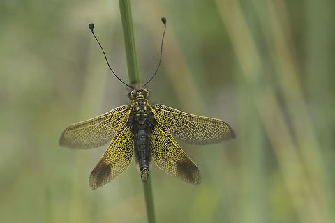 Golden morning breaks Libelloides ictericus, a beautiful visitor on my backyard, this morning ;) Animalia,Arthropoda,Ascalaphidae,Ascalaphinae,Hexapoda,Insecta,Libelloides,Libelloides ictericus,Myrmeleontiformia,Neuroptera