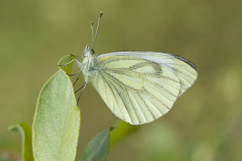 Pieris napi Pieris napi Green-veined White,Pieris napi