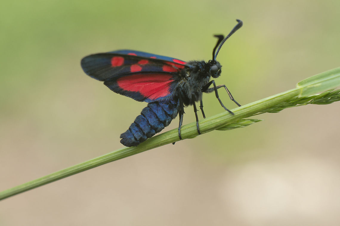 Zygaena trifolii Zygaena trifolii.  Five-spot Burnet,Five-spot burnet,Zygaena trifoli,Zygaena trifolii,arthropoda,biodiversity,butterflies,heterocera,hexapoda,insecta,insects,lepidoptera,moth,zygaenidae