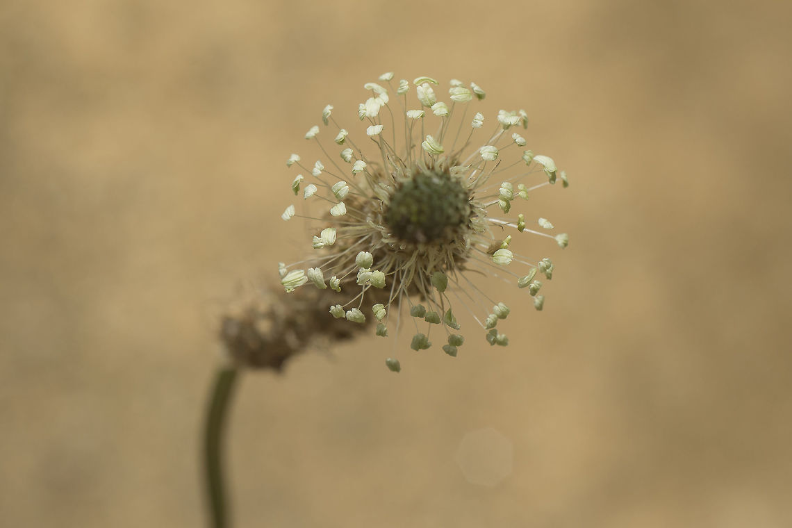 Fireworks Plantago lanceolata L. Plantago lanceolata,Ribwort Plantain