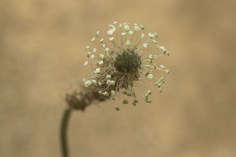 Fireworks Plantago lanceolata L. Plantago lanceolata,Ribwort Plantain
