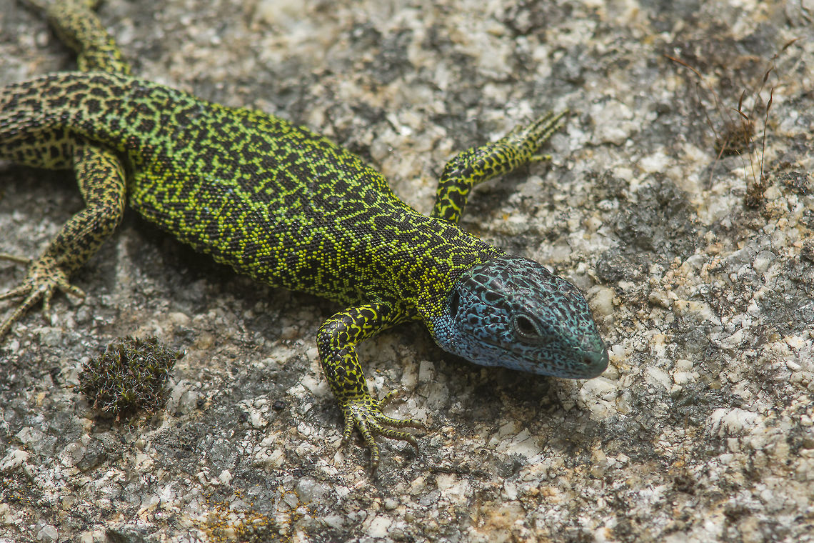 Lacerta schreiberi Lacerta schreiberi, adult male Iberian Emerald Lizard,Lacerta schreiberi