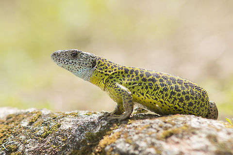 Lacerta schreiberi Lacerta schreiberi, slightly androchrome adult female. Iberian Emerald Lizard,Lacerta schreiberi