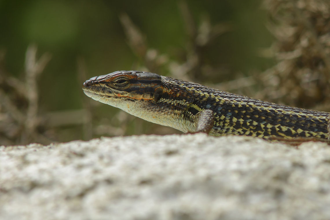 Psammodromus algirus Psammodromus algirus, adult male Large Psammodromus,Psammodromus algirus