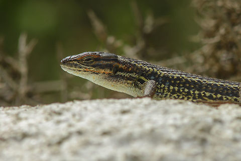 Psammodromus algirus Psammodromus algirus, adult male Large Psammodromus,Psammodromus algirus