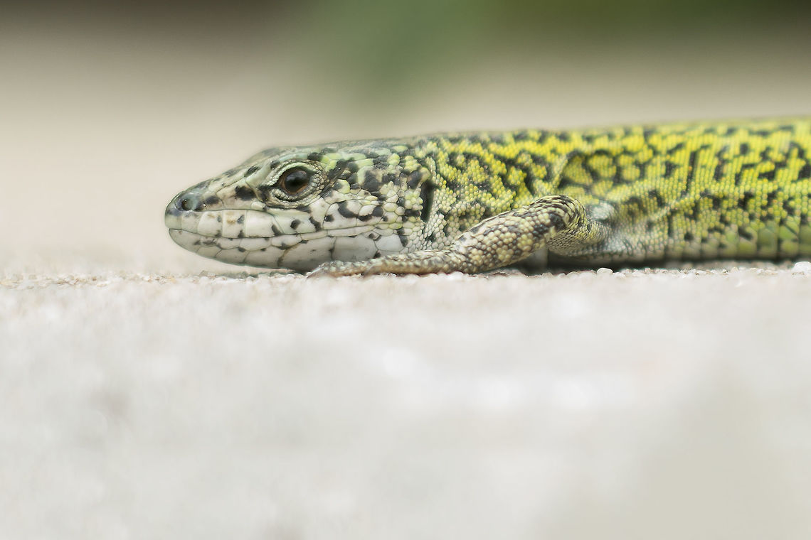 Podarcis carbonelli Podarcis carbonelli Podarcis carbonelli