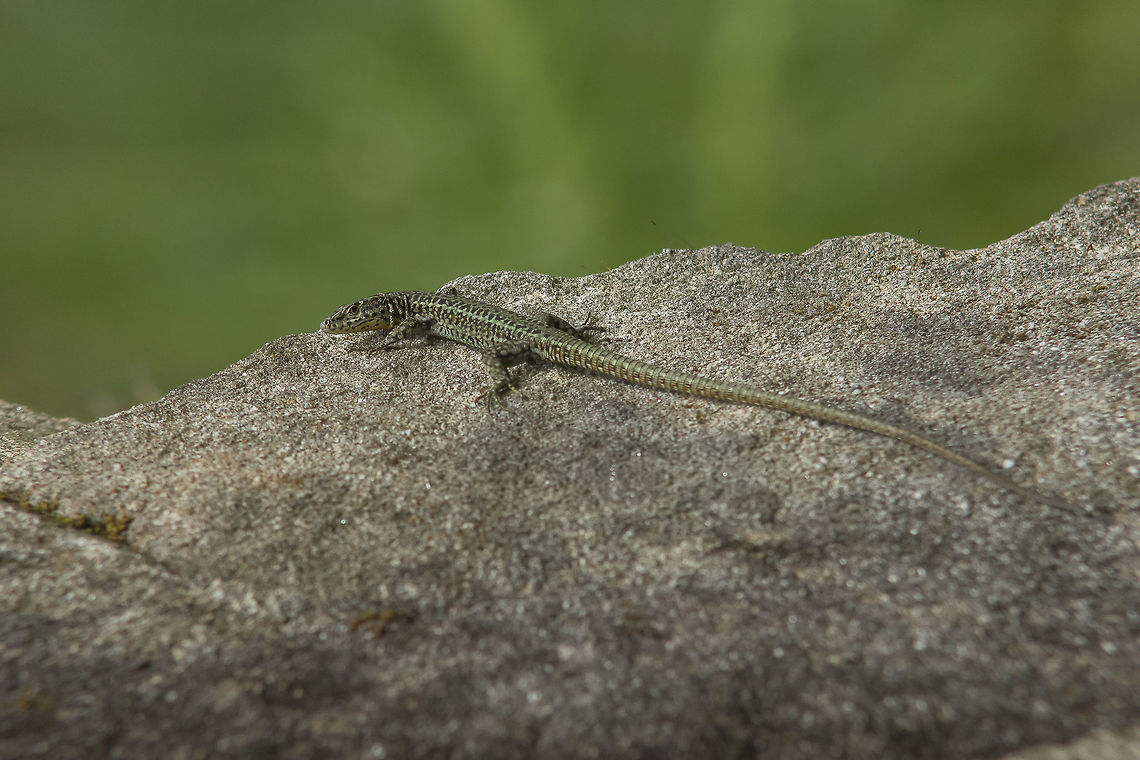 Podarcis bocagei Podarcis bocagei, sub-adult (ID by an expert) Bocages wall lizard,Podarcis bocagei