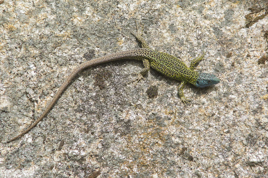 Lacerta schreiberi Lacerta schreiberi, full length.  Iberian Emerald Lizard,Lacerta schreiberi