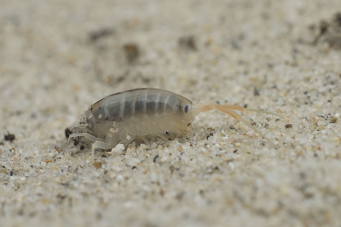 Talitrus saltator Talitrus saltator Talitrus saltator,talitrus saltator