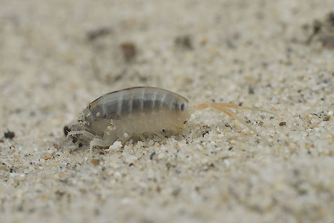 Talitrus saltator Talitrus saltator Talitrus saltator,talitrus saltator