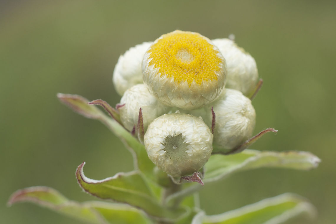 Helichrysum foetidum Helichrysum foetidum, introduced. Helichrysum foetidum,Yellow everlasting