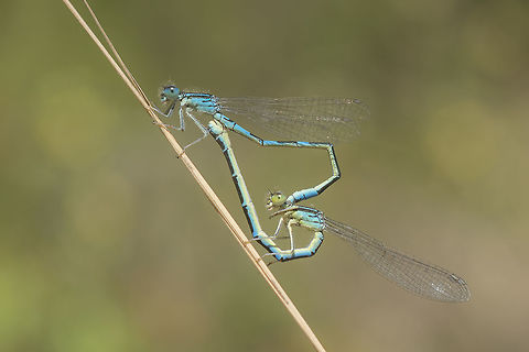 Coenagrion scitulum Coenagrion scitulum, mating wheel. Coenagrion scitulum,Dainty damselfly,animalia,arthropoda,biodiversity,coenagrion,coenagrionidae,damselfly,insecta,insects,zygoptera