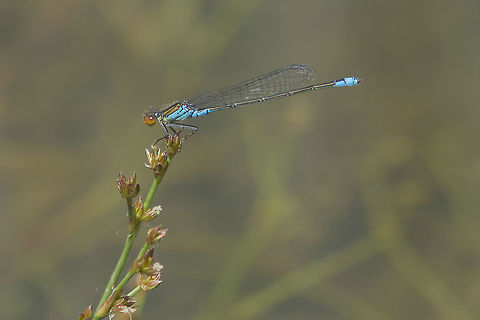Erythromma viridulum Erythromma viridulum, adult male. Erythromma viridulum,Small Red-eyed Damselfly,biodiversity,coenagrionidae,insects,odonata,zygoptera