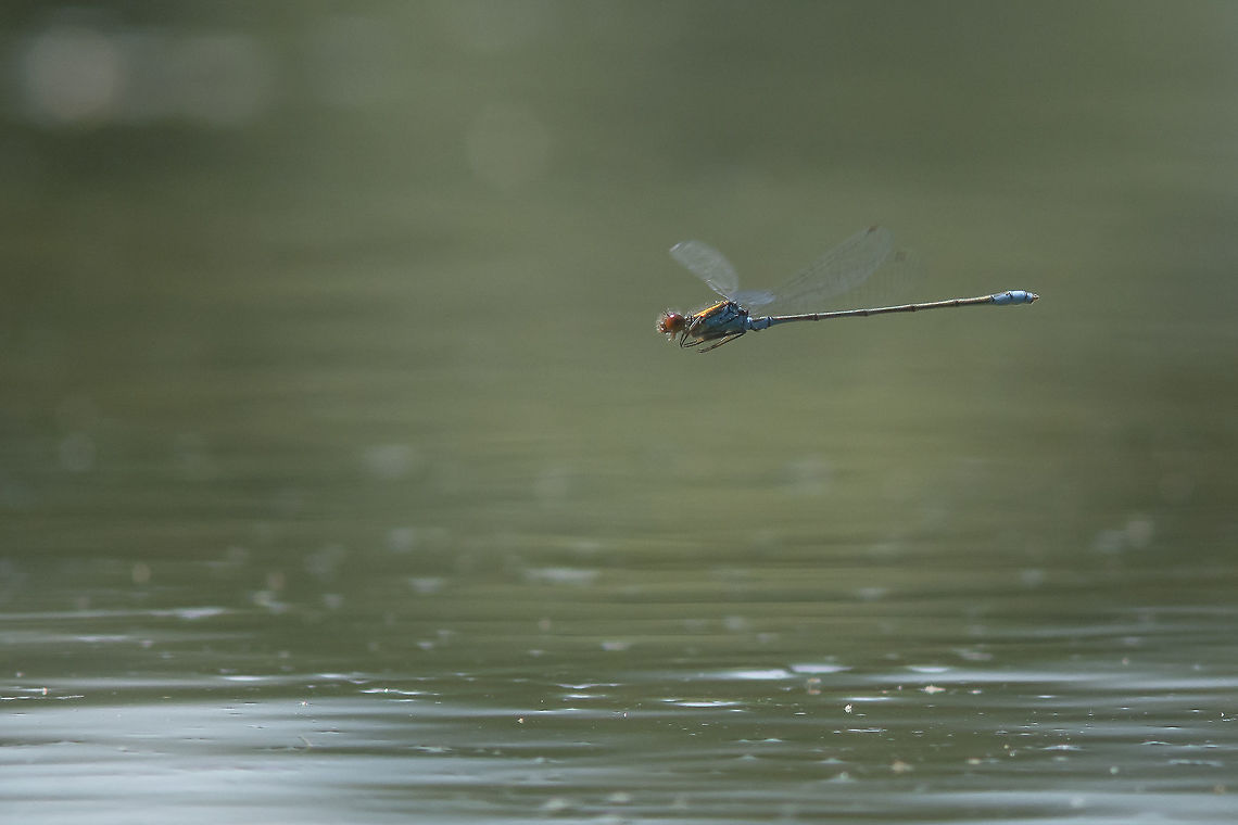 Erythromma viridulum Erythromma viridulum, adult male in flight. Erythromma viridulum,Small Red-eyed Damselfly