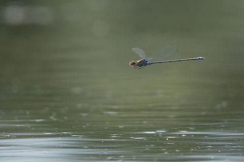 Erythromma viridulum Erythromma viridulum, adult male in flight. Erythromma viridulum,Small Red-eyed Damselfly