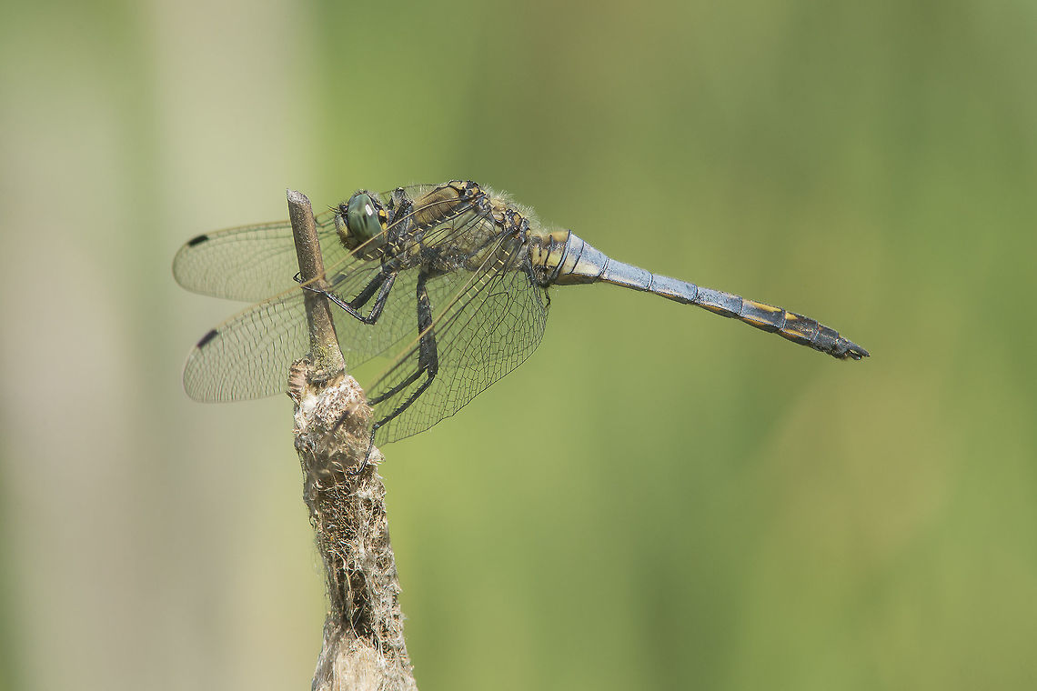 Orthetrum cancellatum Orthetrum cancellatum, adult male with the first age markings. The bluish/grey pruinosis will cover its entire body, exception made to edge of the abdomen that will remain darker, almost black.  Black-tailed skimmer,Orthetrum cancellatum,anisoptera,biodiversity,dragonfly,insects,odonata