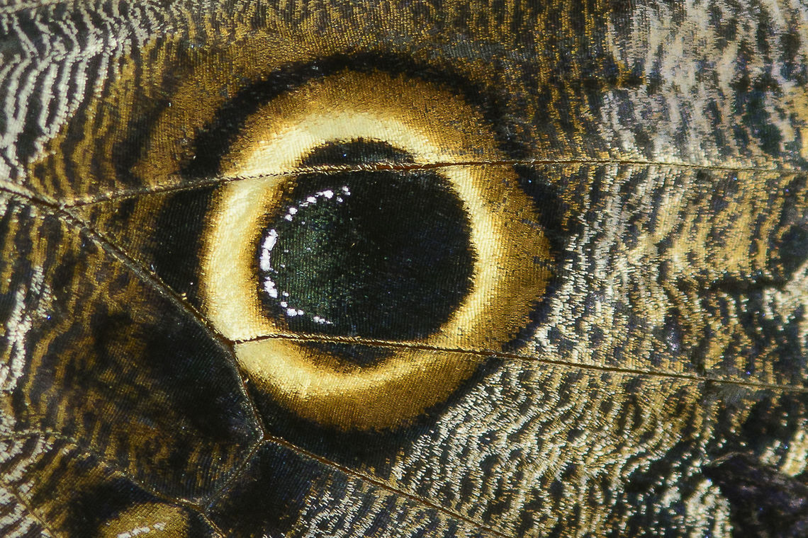A passage in time Caligo memnon | Finally I had a chance to capture this wing detail that followed me throughout this years as my musical imaginary. The image, a wing marking of a Caligo memnon, captured in a butterfly tropical garden, in Portugal, a few days ago. Caligo memnon,Giant Owl,biodiversity,captive,dead can dance,insects,lepidoptera,music,nymphalidae,zoo