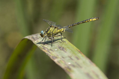 Gomphus simillimus Gomphus simillimus Gomphus simillimus,Yellow club tail,arthropoda,biodiversity,gomphidae,insects,odonata,spring