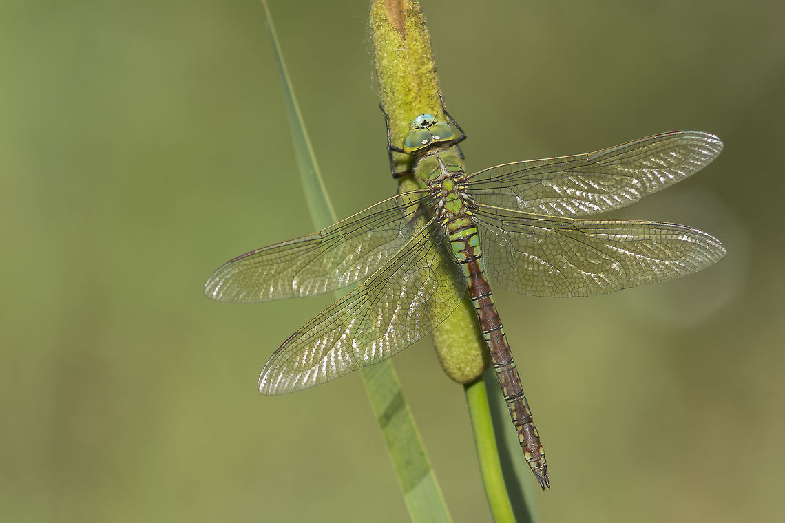 The Empress Dragonfly Anax imperator, adult female. Anax imperator,Emperor Dragonfly,aeshnidae,animalia,anisoptera,biodiversity,insects,odonata