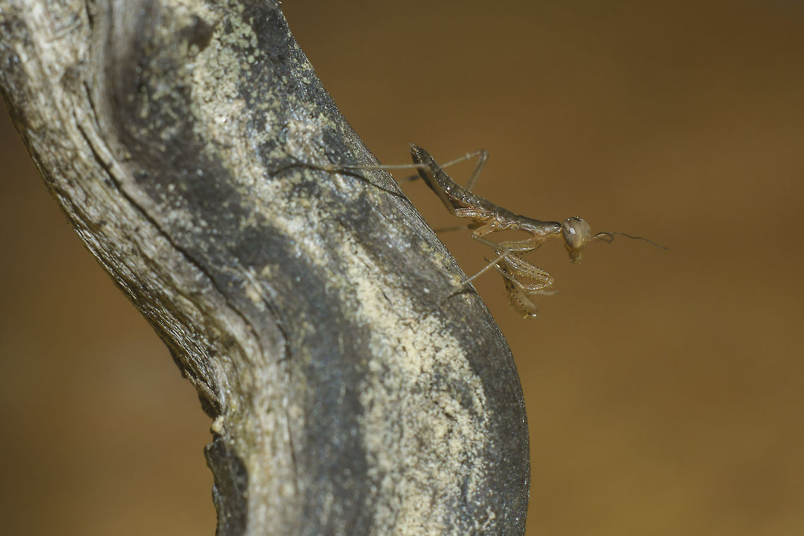 Offspring Mantis religiosa, 3 days out of the ooteca, released in the exactly location where it was discovered, in my backyard, bellow the lemon tree. The handheld dry stick from the floor, my wooden seat, and a chance now fulfilled. <br />
<br />
EXIF: Nikon Nikkor 50mm 1.8 @ f/8 | 32mm EXT European Mantis,Mantis religiosa,Mantodea,Spring,biodiversity,insects,mantis,mantis religiosa