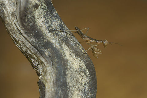 Offspring Mantis religiosa, 3 days out of the ooteca, released in the exactly location where it was discovered, in my backyard, bellow the lemon tree. The handheld dry stick from the floor, my wooden seat, and a chance now fulfilled. 

EXIF: Nikon Nikkor 50mm 1.8 @ f/8 | 32mm EXT European Mantis,Mantis religiosa,Mantodea,Spring,biodiversity,insects,mantis,mantis religiosa