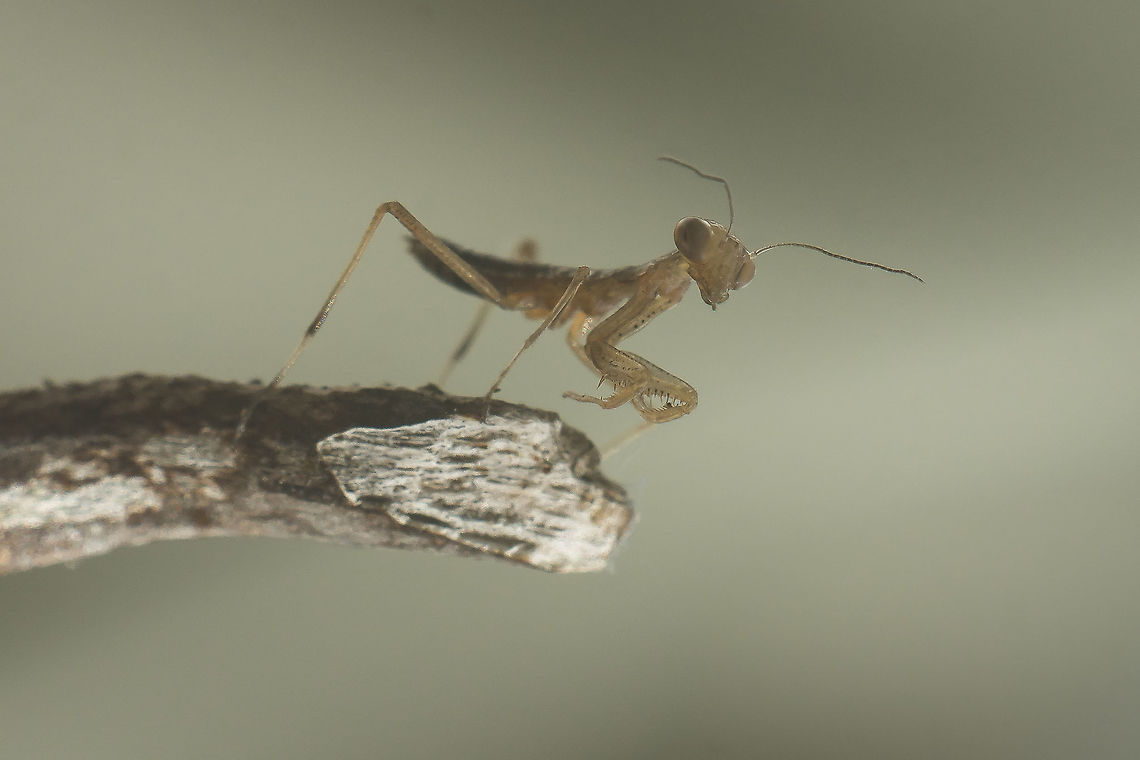 Mantis religiosa Mantis religiosa, three day's nymph. European Mantis,Mantis religiosa,Mantodea,Spring,biodiversity,insects,mantis,mantis religiosa
