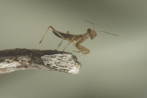 Mantis religiosa Mantis religiosa, three day's nymph. European Mantis,Mantis religiosa,Mantodea,Spring,biodiversity,insects,mantis,mantis religiosa
