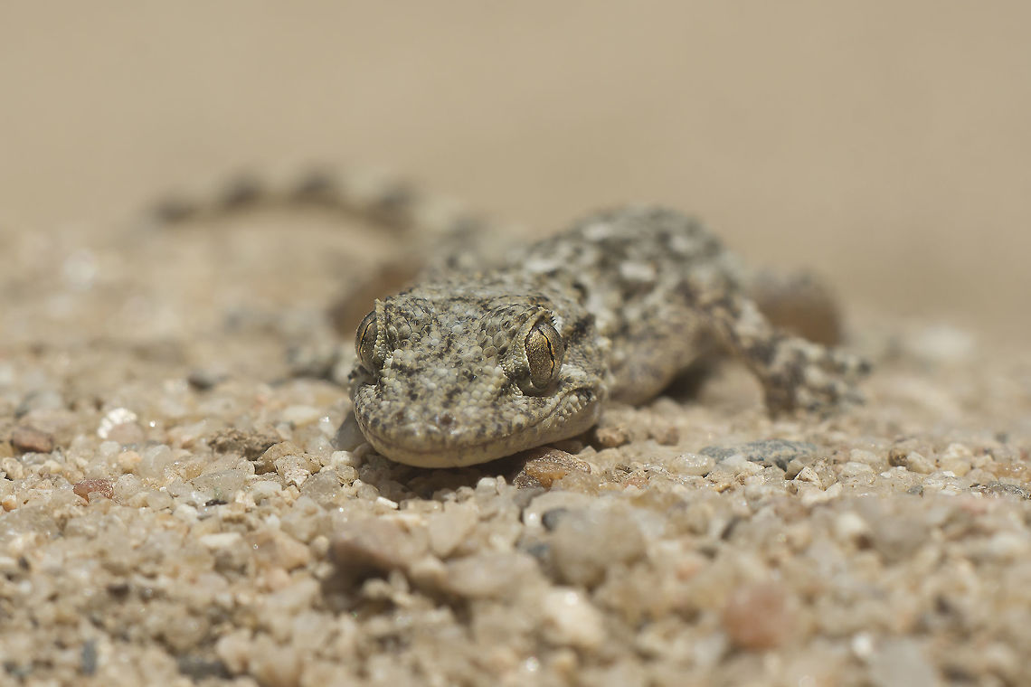 Tarentola mauritanica Tarentola mauritanica, juvenil.<br />
<br />
I really don&#039;t know when was the first time I went in contact with... in my childhood my grandfather was the first to point me one saying that they were friendly helpers on our everyday dids, feeding on mosquitos, flies, and also other night butterflies near the edge of his orchard shack. This little dragons have traditional mystical beliefs saying that they are some sort of nasty creatures that if touched produce skin rush, or some other sort of strange diseases, that even nowadays fill traditions and ancestors and myths that built our cultural knowledge. Since those ancient times towards it&#039;s understanding, through knowledge, towards and beyond. This little creature is called &#039;&#039;osga&#039;&#039;, a quite particular portuguese word that vocally remembers fear, apprehension, rush, and unfamiliarity, when it is vocalized.<br />
<br />
I believe I have an instamatic shot with this friend, and surely that I&#039;ve made pictures with digital cameras, and others more taken with a decent reflex cameras, and so many other that surely are yet to come. The &quot;Osga&quot;, culturally rooted in the culture of a people, is above all an immaterial heritage. A memory since ever. Tarentola mauritanica