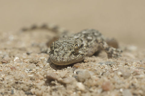 Tarentola mauritanica Tarentola mauritanica, juvenil.

I really don't know when was the first time I went in contact with... in my childhood my grandfather was the first to point me one saying that they were friendly helpers on our everyday dids, feeding on mosquitos, flies, and also other night butterflies near the edge of his orchard shack. This little dragons have traditional mystical beliefs saying that they are some sort of nasty creatures that if touched produce skin rush, or some other sort of strange diseases, that even nowadays fill traditions and ancestors and myths that built our cultural knowledge. Since those ancient times towards it's understanding, through knowledge, towards and beyond. This little creature is called ''osga'', a quite particular portuguese word that vocally remembers fear, apprehension, rush, and unfamiliarity, when it is vocalized.

I believe I have an instamatic shot with this friend, and surely that I've made pictures with digital cameras, and others more taken with a decent reflex cameras, and so many other that surely are yet to come. The "Osga", culturally rooted in the culture of a people, is above all an immaterial heritage. A memory since ever. Tarentola mauritanica