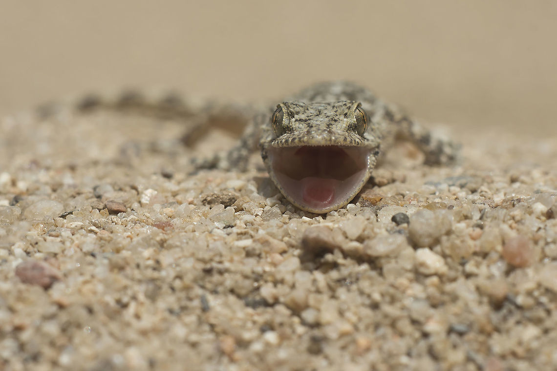 Tarentola mauritanica Tarentola mauritanica Tarentola mauritanica