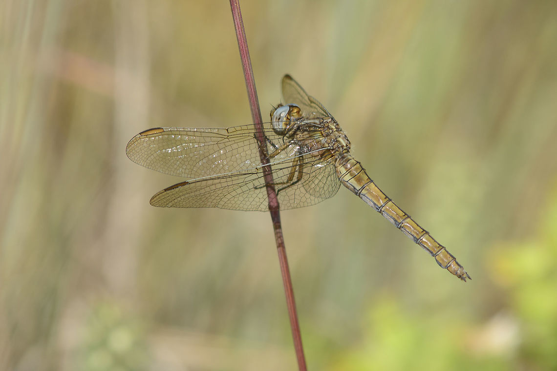 Orthetrum coerulescens Orthetrum coerulescens, a female. Keeled Skimmer,Orthetrum coerulescens,anisoptera,arthropoda,biodiversity,dragonfly,insecta,insects,odonata