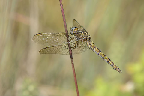 Orthetrum coerulescens Orthetrum coerulescens, a female. Keeled Skimmer,Orthetrum coerulescens,anisoptera,arthropoda,biodiversity,dragonfly,insecta,insects,odonata