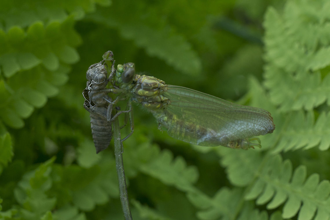 Insights Onychogomphus uncatus, emerging male. Blue-eyed hook-tailed dragonfly,Onychogomphus uncatus,animalia,anisoptera,biodiversity,gomphidae,insects,odonata