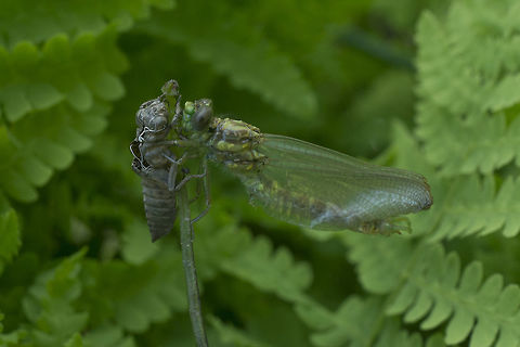 Insights Onychogomphus uncatus, emerging male. Blue-eyed hook-tailed dragonfly,Onychogomphus uncatus,animalia,anisoptera,biodiversity,gomphidae,insects,odonata