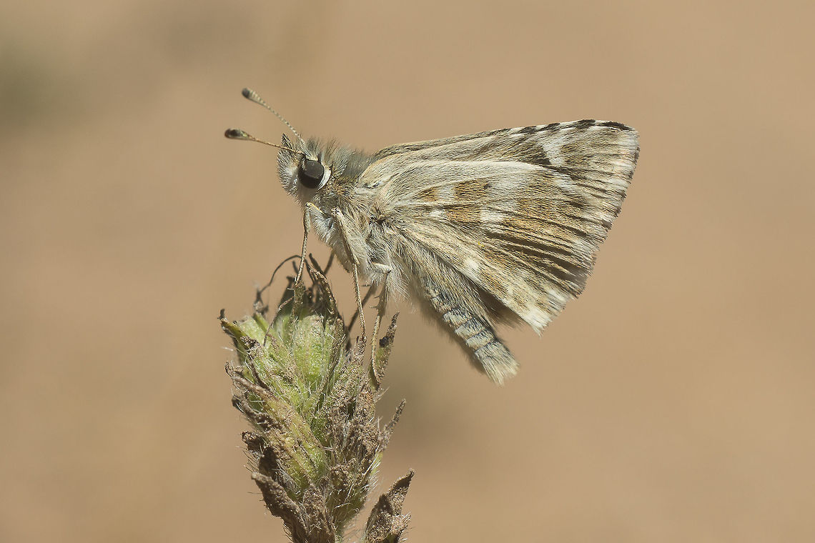 Muschampia proto Muschampia proto Hesperiidae,Muschampia proto,biodiversity,insects,lepidoptera,spring