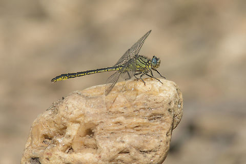 Gomphus pulchellus Gomphus pulchellus, adult male. Distinctive lateral thorax markings evidenced.  Animalia,Gomphidae,Gomphus pulchellus,Odonata,Western clubtail,anisoptera,biodiversity,dragonfly,insects