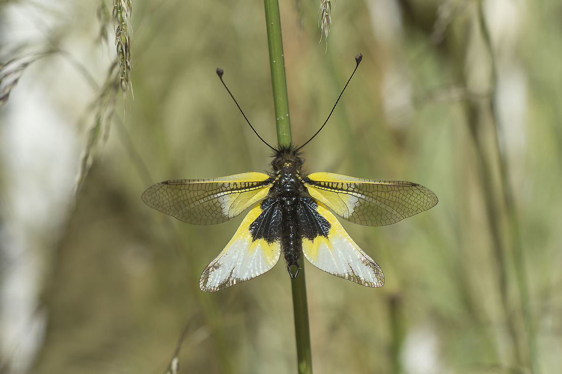 Libelloides baeticus Libelloides baeticus, male.<br />
<br />
Key for Libelloides: <a href="http://www.biodiversidadvirtual.org/taxofoto/sites/default/files/neu.1_0.pdf" rel="nofollow">http://www.biodiversidadvirtual.org/taxofoto/sites/default/files/neu.1_0.pdf</a> Libelloides baeticus