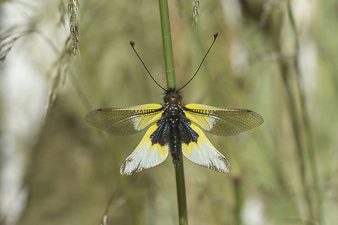 Libelloides baeticus
