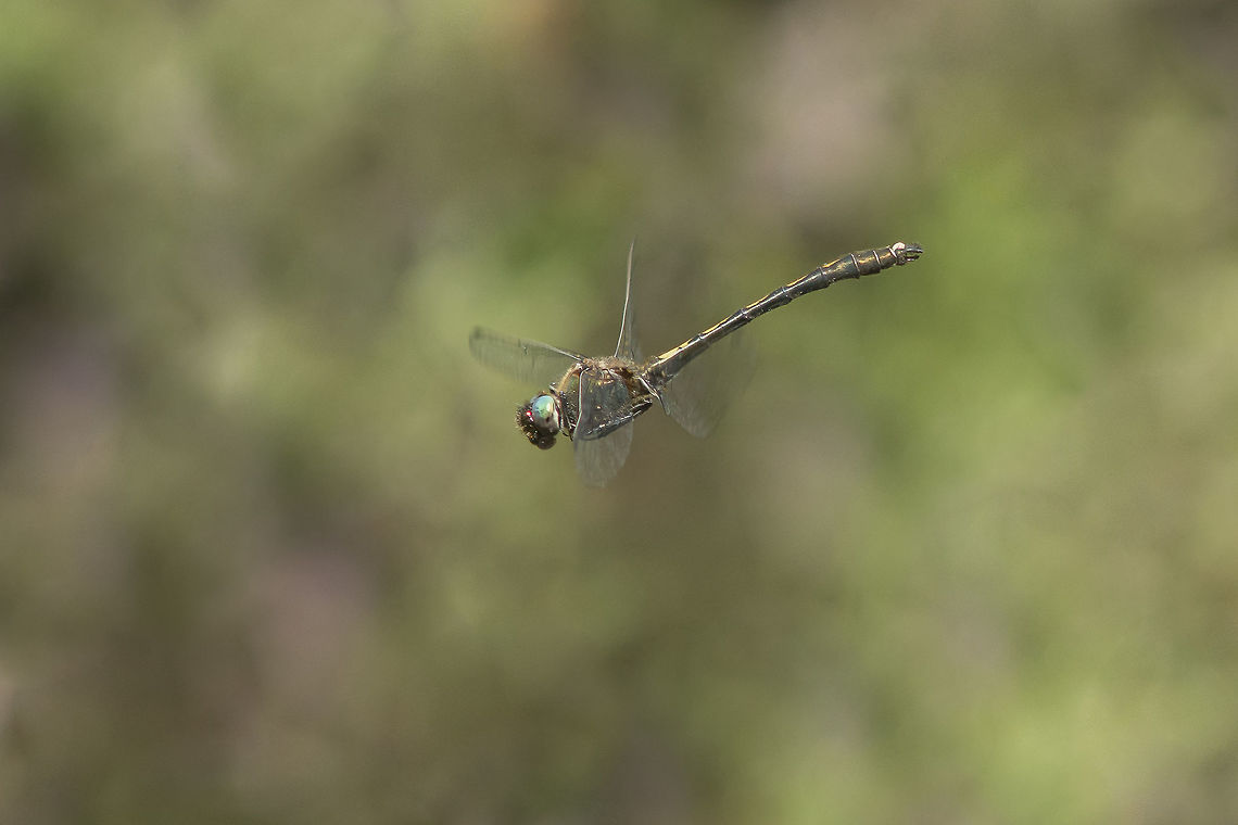 Oxygastra curtisii Oxygastra curtisii, male in flight. A year has passed through the first time I&#039;ve tried to capture one in mid air. A few days ago I had that chance again, but only with 30 min to attempt before moving to another spot, I had to get wet to capture it. The result, far from the ideal, was this in flight capture.<br />
<br />
Last year&#039;s capture:<br />
<figure class="photo"><a href="https://www.jungledragon.com/image/33066/oxygastra_curtisii.html" title="Oxygastra curtisii"><img src="https://s3.amazonaws.com/media.jungledragon.com/images/2527/33066_thumb.jpg?AWSAccessKeyId=05GMT0V3GWVNE7GGM1R2&Expires=1767225610&Signature=HJz9ucS4GhBm7Aw7QyFpGVXYpk8%3D" width="200" height="134" alt="Oxygastra curtisii Oxygastra curtisii, adult male in flight. Insects,Orange-spotted emerald,Oxygastra curtisii,anisoptera,biodiversity,corduliidae,dragonfly,habitats directive" /></a></figure> Orange-spotted emerald,Oxygastra curtisii,anisoptera,biodiversity,corduliidae,insects,odonata