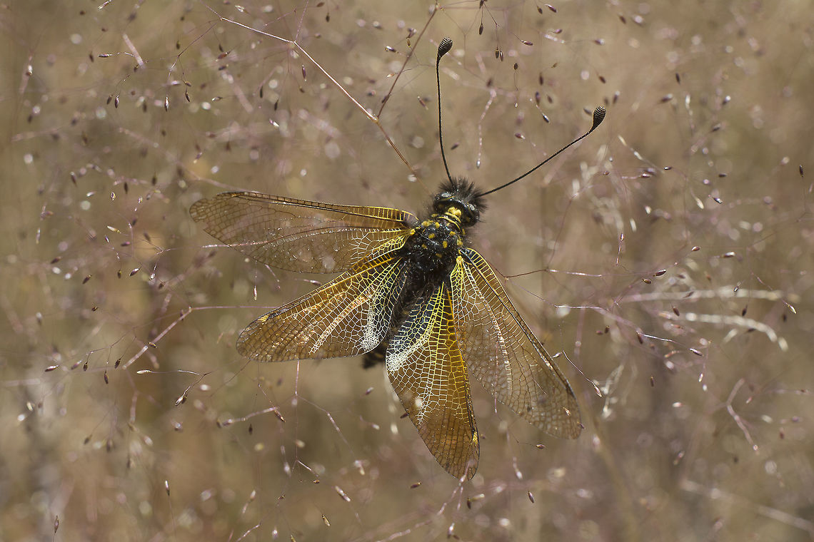 Libelloides hispanicus Libelloides hispanicus, female upon Agrostis truncatula. Libelloides hispanicus