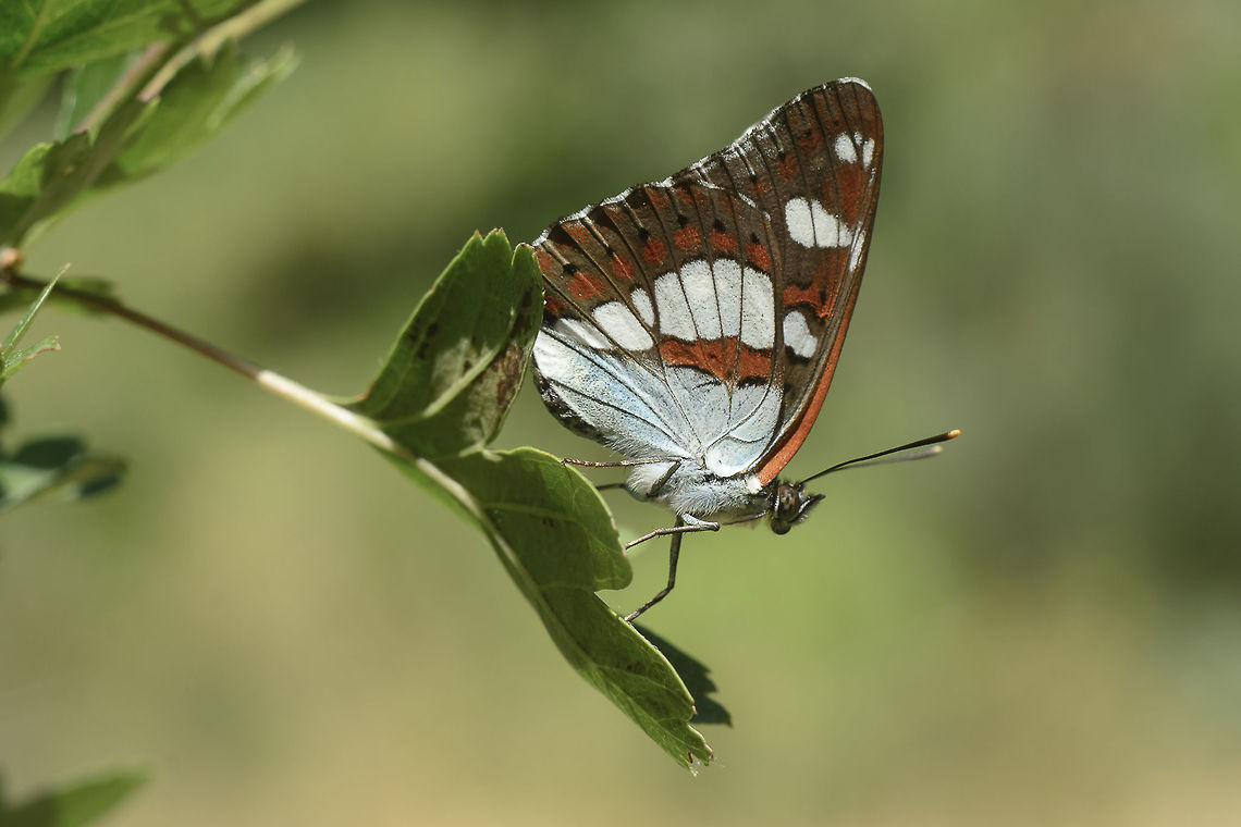 Limenitis reducta Limenitis reducta Limenitis reducta,Southern White Admiral