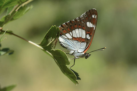 Limenitis reducta Limenitis reducta Limenitis reducta,Southern White Admiral